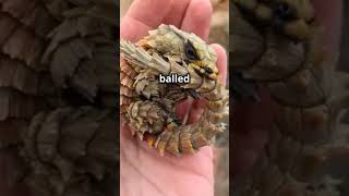 A rolling lizard Its the Armadillo girdled lizard the mini dragonlike lizard armadillolizard [upl. by Nrojb457]