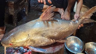 How To Clean Marine Catfish  Amazing Giant Marine Catfish Cutting By Expert Fish Cutter [upl. by Alf]