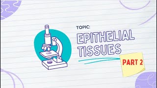 HISTOLOGY 101 EPITHELIAL TISSUES PART 2 [upl. by Siuqram]