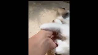 kitten shuddered at the bite satisfying cute kitten cat catlover cats pet animal [upl. by Moina]