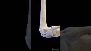 Ligaments of the knee  3d anatomy anatomy meded [upl. by Neerbas]