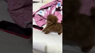 新成員布丁未滿兩個月 puppy cat 小狗 可愛 cute 狗狗 pets 可愛い [upl. by Mahseh]