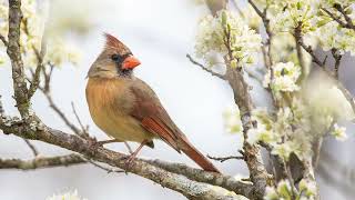 The call of the Northern Cardinal  Bird Sounds  10 Hours [upl. by Zoi532]