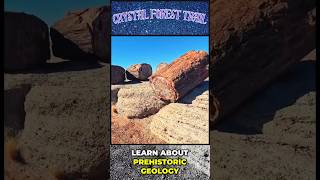 OMG CRYSTAL TREES The Crystal Forest Trail in Petrified Forest National Park AZ shorts [upl. by Walford]