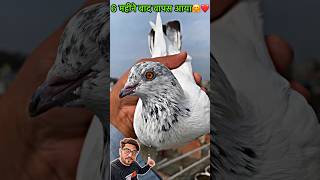 pigeon catching video 👍  pigeon kabootar kabootarbazi shorts [upl. by Pincince157]