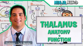 Neurology  Thalamus Anatomy amp Function [upl. by Younglove]