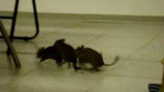 4 Degus playing Part 1 [upl. by Alejandrina]