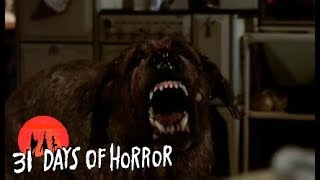 CUJO 1983 Movie Review [upl. by Ylecara449]