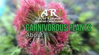 What happens with the carnivorous plants  Andy Rubiano™ ft CarnivorousplantsOrg1972 [upl. by Aaron651]