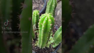 quotOgun x Tungoquot Pachanoi seedlings trichocereus cactus plants gardening cacti [upl. by Miguela870]