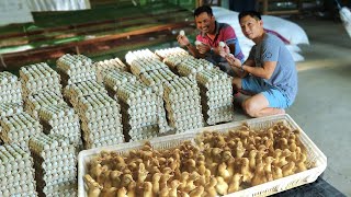 DUCK FARMING│ How this farm raised thousands ducks amp Produce thousands of eggs everyday [upl. by Saihtam135]