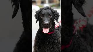 Thomas the CurlyCoated Retriever [upl. by Ikcin]