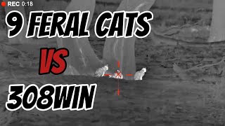 9 Feral Cats Do They Have 9 Lives Secret  No They DONT hunting shooting pestcontrol notpets [upl. by Arenahs]