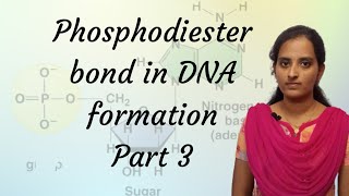 Phosphodiester bond in formation of DNA part 3 [upl. by Ailam]