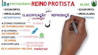 Resumo sobre o reino Protista [upl. by Ruford]