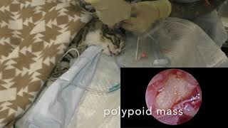 Otoscopy feline otitis media Отоскопияю Средний отит у кошки [upl. by Fran]