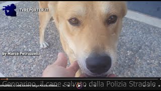 GENNARINO IL CANE SALVATO DALLA POLIZIA STRADALE [upl. by Normand]