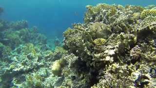 Berenice Beach Aqaba Snorkeling 2013 [upl. by Calva]