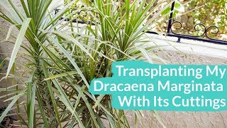 Transplanting My Dracaena Marginata With Its Cuttings  Joy Us Garden [upl. by Ynahteb40]