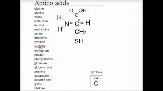 Looking at amino acids  Biofundamentals [upl. by Gnuoy]