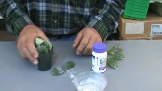 Propagating The Lipstick Plant Aeschynanthus Pulcher The Plant Farm® [upl. by Giffie]