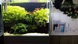 Aquariumshop de Maanvis Nijmegen Netherlands ADA cube garden 60H 60x30x45 cm lxwxh [upl. by Eimor277]