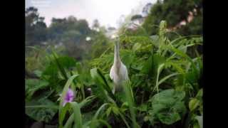 AIGRETTE PIQUEBOEUF [upl. by Nylinej]