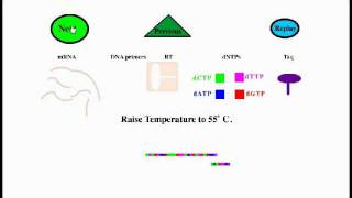 Reverse Transcriptase PCR [upl. by Abigael]