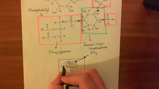 The Phosphoinositide Pathway Part 3 [upl. by Lladnek]