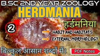 Herdmania External Morphology in Hindi  हर्डमानिया Part 2  Habit and Habitats  Body Structure [upl. by Ecnal]