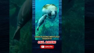 Apa Kamu Tahu  Ini Cara Dugong Menyusui Anaknya shorts dugong duyung [upl. by Darahs]