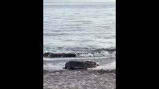 Crocodile Sighting on a Beach [upl. by Sumer]