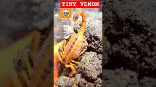 🦂💯☠️💯🦂TINY VENOM💯SCORPION TITYUS🦂💯☠️💯🦂 scorpion venom nature wildlife [upl. by Uwton]