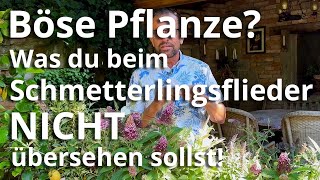 GEFÄHRLICHE PLFANZE Nur bedingt Was du beim SCHMETTERLINGSFLIEDER NICHT übersehen sollst [upl. by Aneeh]