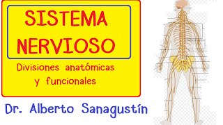 SISTEMA NERVIOSO explicado FÁCIL anatomía y fisiología [upl. by Tarazi]