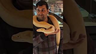 Ye to chipak he gya 🥺 shorts shortvedio amazingshorts dare snake python PrinceJourneyVlogs [upl. by Aihsemat]