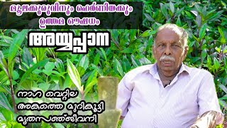 മൂലക്കുരുവിനും ഹെർണിയക്കും ഉത്തമ ഔഷധം അയ്യപ്പാനമൃതസഞ്ജീവനിAyapana triplinervisEpisode20 [upl. by Emmuela]