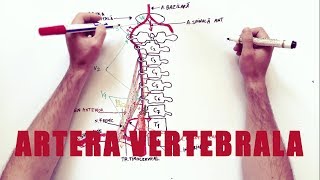 Artera VERTEBRALĂ [upl. by Oberheim212]