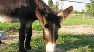 BEAU and BRIGETTEBAUDET DU POITOU DONKEYS [upl. by Siryt]