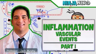 Immunology  Inflammation Vascular Events Part 1 [upl. by Namra833]