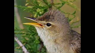 Eastern Olivaceous warbler Iduna pallida singing [upl. by Rafter]