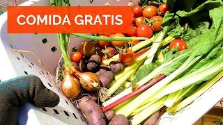 VLOG 🌱 Cómo COSECHAR HORTALIZAS en CASA Comida Gratis Tu propio Huerto Urbano [upl. by Casi]