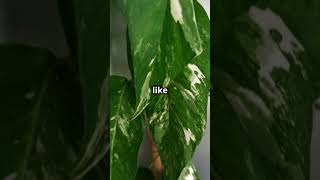 Create a Living Curtain with Vining Plan plants plantingtips gardeninghacks gardening [upl. by Aznofla65]