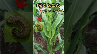 మొక్కజొన్నలో కత్తెరపురుగు 😢 fallarmyworm control maize agriculture [upl. by Tandie525]