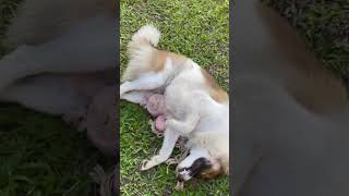 Thai Bagkaew dogs antics tug of war thaidog doglover thailand [upl. by Kipton]