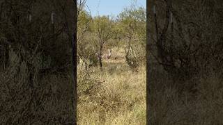 Derpy Doe Days whitetaildeer archery crossbowhunting hunting texashunting kryptek shorts [upl. by Yemar]