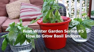 First Winter Garden Series 5 How to Grow Basil Indoors [upl. by Oilasor91]