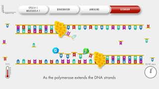 Animated PCR Real Time qPCR procedure [upl. by Pettit]