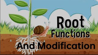 Plant Root amp Their Types  Functions of Root  Modified Roots [upl. by Oiratnom231]