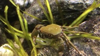 Potamonautes Platynotus Tanganyika Crab [upl. by Rossie]